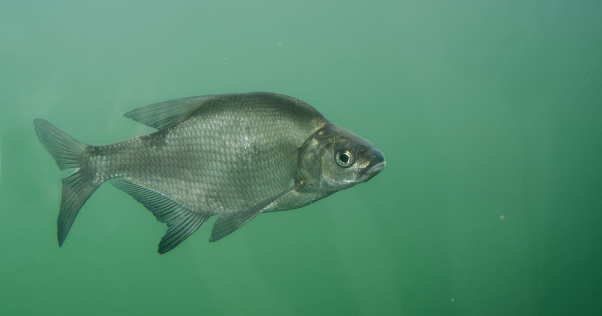 Helping Fish Migrate: Utrecht's Visdeurbel Boosts Biodiversity & Water Health